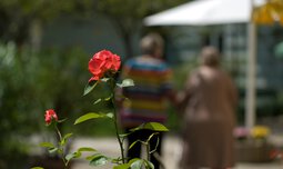 rote Rose auf Terasse | © © Photographien Thomas Klinger, www.atelierklinger.de